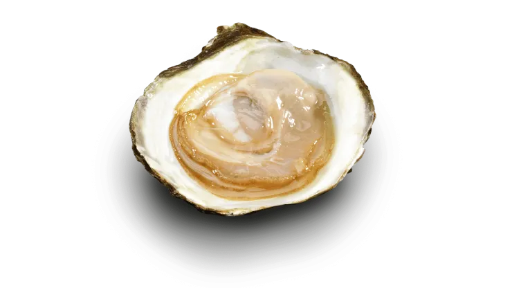 Illustratie bij artikel over oesters prikkel bij De Paarse Keizerin met tips en inspiratie